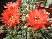 Archivo:Echinopsis chamaecereus 1