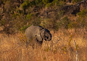Archivo:Elefante africano de sabana (Loxodonta africana), parque nacional Kruger, Sudáfrica, 2018-07-25, DD 03