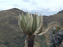 Espeletia cachaluensis.jpg