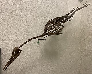 Hesperornis at AMNH.jpg