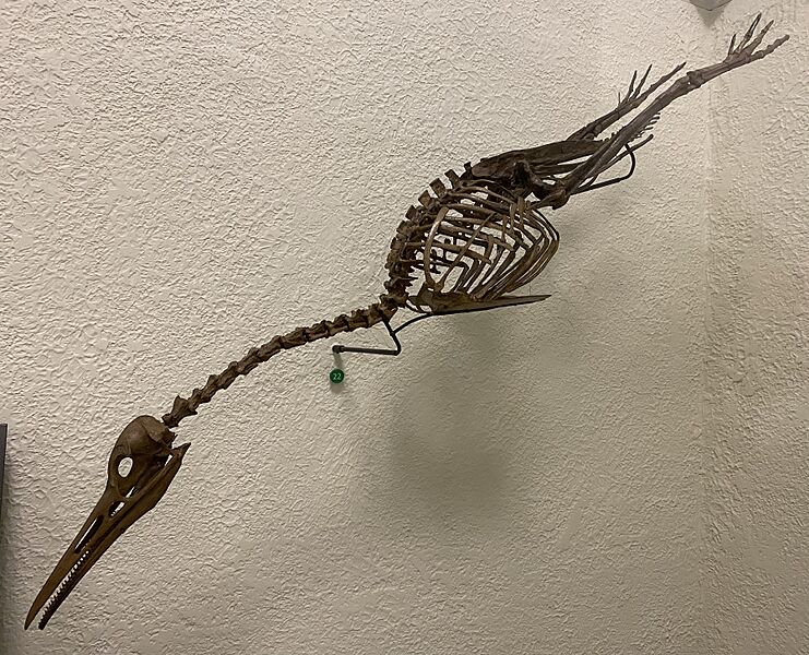 Hesperornis at AMNH