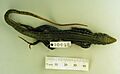 Holotype Ameiva chaitzami dorsal view full
