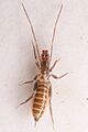Hubbardia pentapeltis 186267175