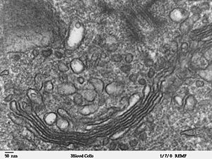 Archivo:Human leukocyte, showing golgi - TEM