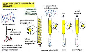 Archivo:Inmunoafinidad 2
