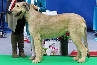 Irish wolfhound Narva CACIB 2014 (cropped).JPG