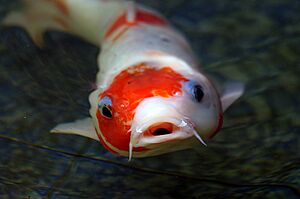 Archivo:Koi Carp. (9962457875)