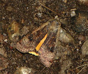 Archivo:Large Yellow Underwing moth