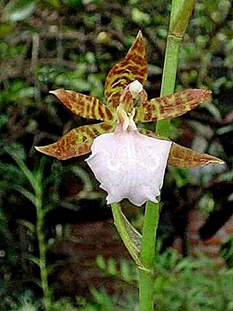 Lemboglossum bictoniense