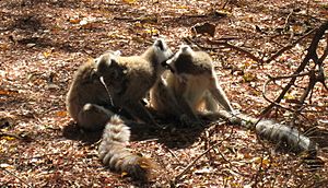 Archivo:Lemur catta 002