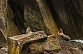 Leones marinos de Steller (Eumetopias jubatus), Bahía de Aialik, Seward, Alaska, Estados Unidos, 2017-08-21, DD 81