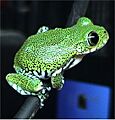 Leptopelis vermiculatus2