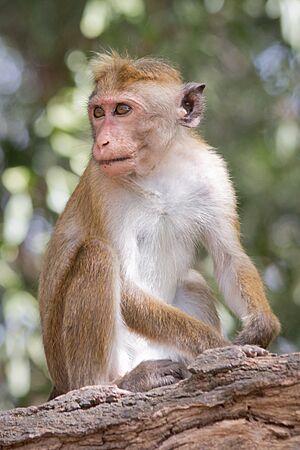 Archivo:Macaca sinica - 01