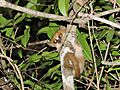 Madame Berthe's Mouse Lemur