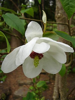 Archivo:Magnolia wilsonii1UME