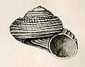 Minolia semireticulata 001