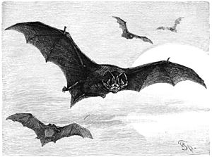 Archivo:Mopsfledermaus-drawing