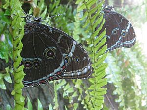 Archivo:Morpho peleides at Butterfly World