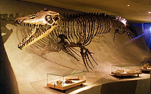Archivo:Mosasaurus hoffmannii - skeleton