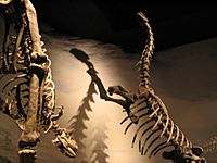 Archivo:Musée paléontologique Egidio Feruglio Trelew Argentine