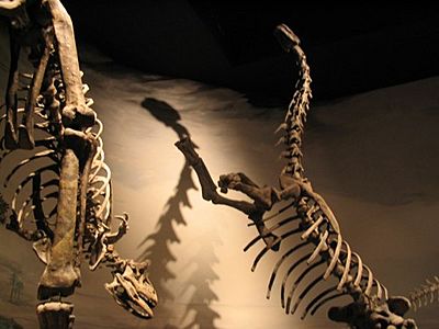 Archivo:Musée paléontologique Egidio Feruglio Trelew Argentine