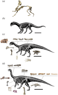 Archivo:Mussaurus specimens