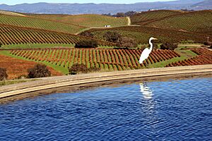 Archivo:Napa Valley and Great Egret