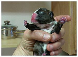 Archivo:Newborn Boston Terrier puppy (November 2006)