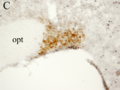 Nucleo Supraopt Magno-AVP