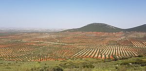 Archivo:Olive trees in Mora de Toledo, Spain