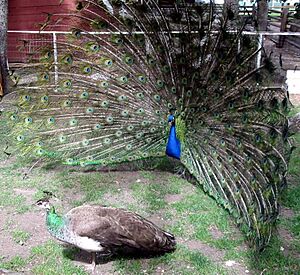 Archivo:Peacock courting peahen