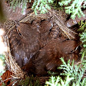 Archivo:Petits merles dans le nid