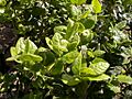 Peumus boldus leaf2