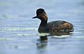 Podiceps nigricollis (Marek Szczepanek)
