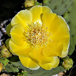 Archivo:Prickly Pear Cactus (5540711416)