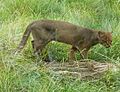 Puma yaguarondi (cropped)