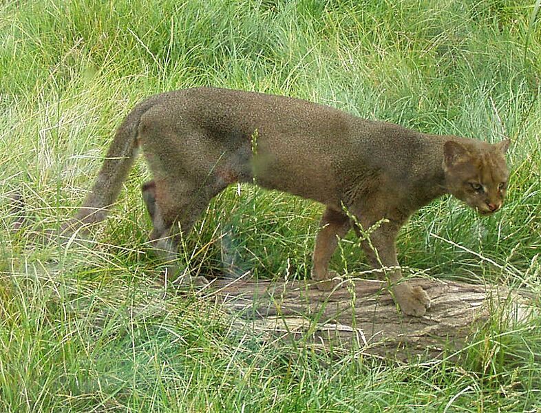 Puma yaguarondi (cropped)