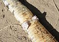Rattlesnake Hemipenes 2