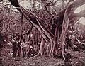 Rubber, or Banyan Tree, on Banana River, Florida
