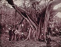 Archivo:Rubber, or Banyan Tree, on Banana River, Florida