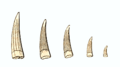 Rutiodon teeth