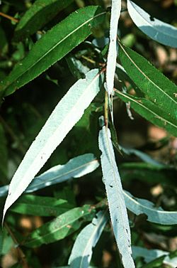 Salix caroliniana(01).jpg