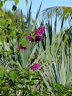 Archivo:Salvia iodantha (Scott Zona) 001