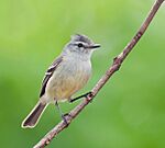 Archivo:Serpophaga subcristata -Piraju, Sao Paulo, Brazil-8