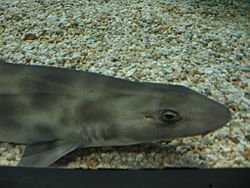 Shark melbourne aquarium.jpg