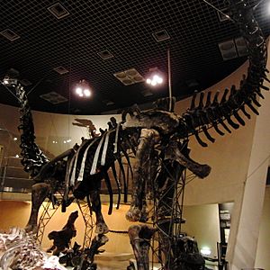 Archivo:Skeleton of Apatosaurus ajax
