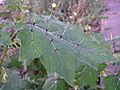 Solanum myriacanthum leaf