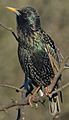 Starling (Sturnus vulgaris) pose