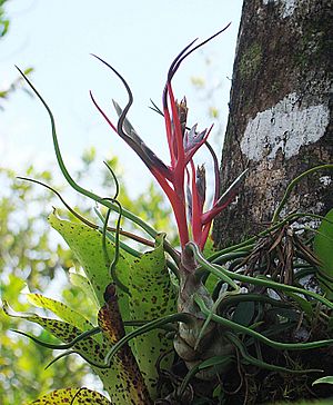 Archivo:Tillandsia bulbosa, the Bulbous Airplant (9296169981)
