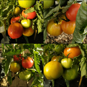 Archivo:Tomates Madrid